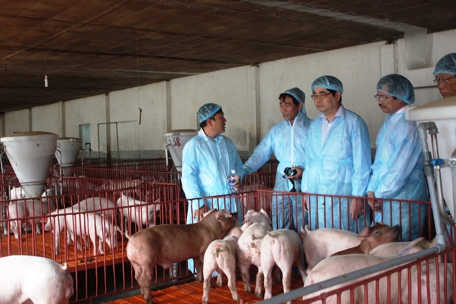 Nuôi lợn sạch  Hướng chăn nuôi bền vững và hiệu quả