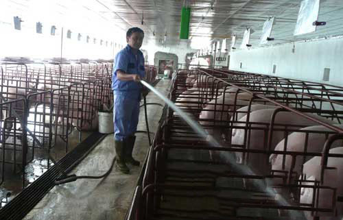 Vệ sinh chuồng trại – nuôi heo hiệu quả